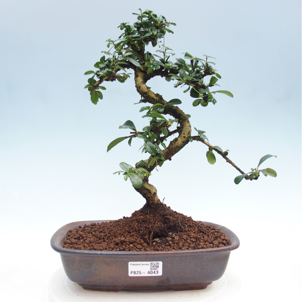 Szobai bonsai - Carmona macrophylla - Tea fuki