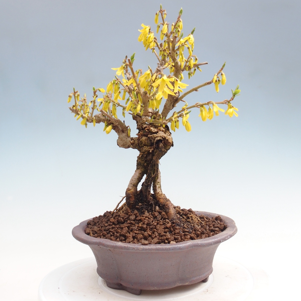Kültéri bonsai - Zlatice - Forsythia koreana