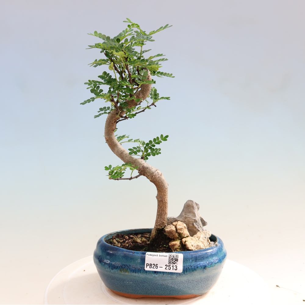 Szobai bonsai - Zantoxylum piperitum - borsfa
