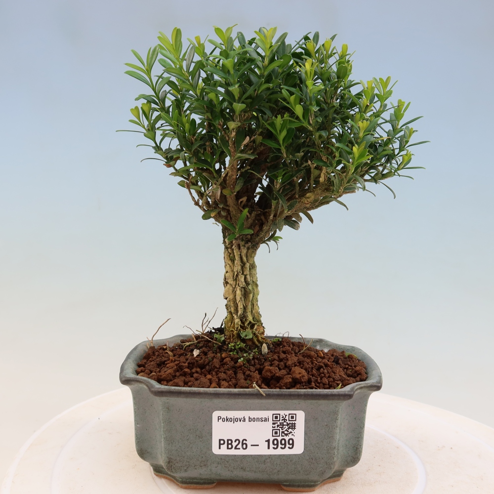 Szobai bonsai - Buxus harlandii - parafa buxus