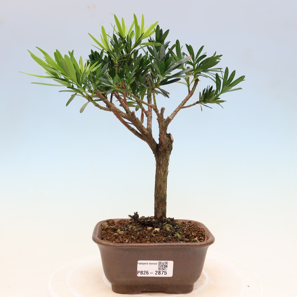 Szobai bonsai - Podocarpus - Kőtiszafa