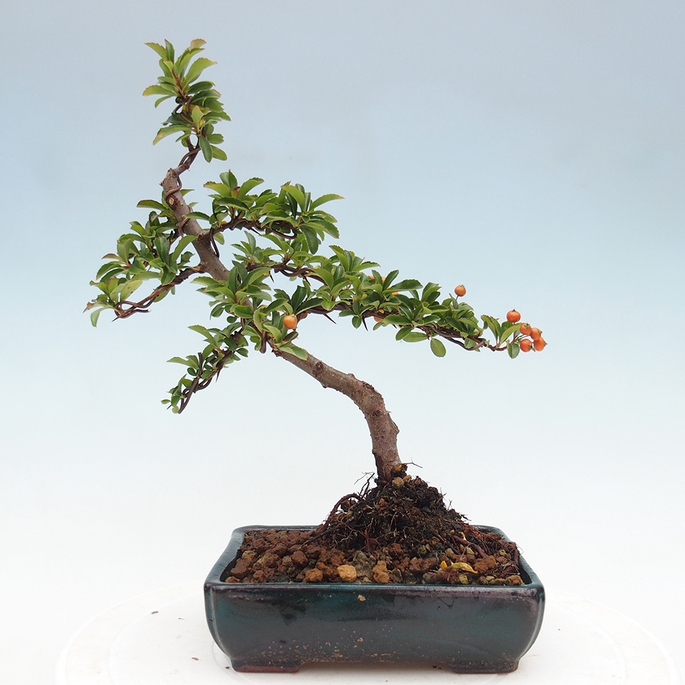 Kültéri bonsai-Pyracantha Teton - Hlox