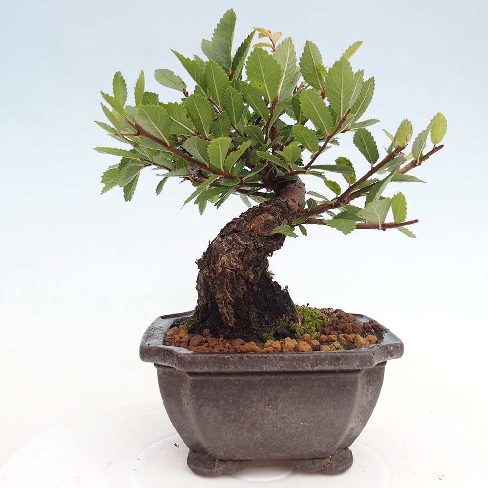 Kültéri bonsai - Zelkova - Zelkova NIRE