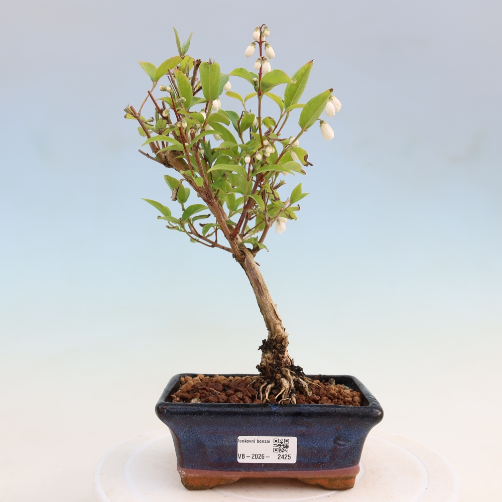 Kültéri bonsai – Deutzia scabra Candidissima – Háromvirágú