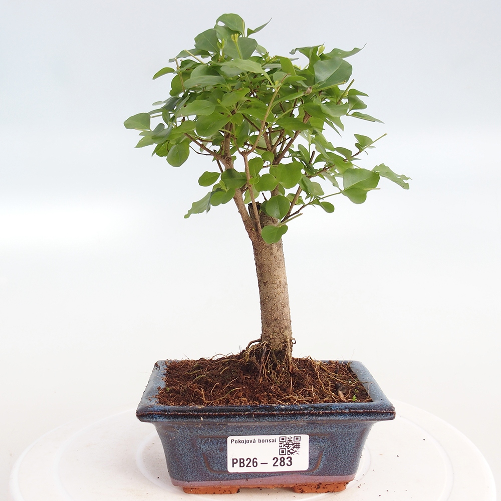 Szobai bonsai -Ligustrum chinensis - Madárcsőr