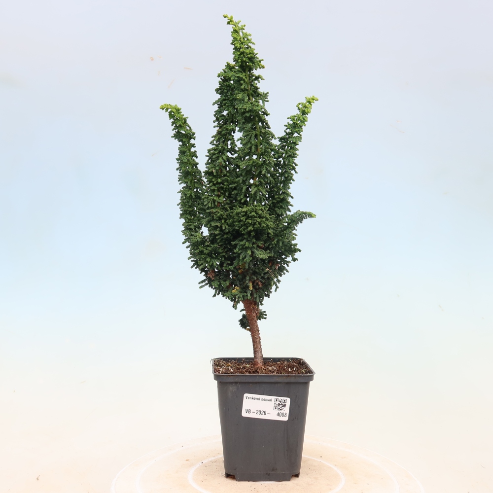 Kültéri bonsai - Cham. obtusa SEKKA HINOKI - Cifra ciprus