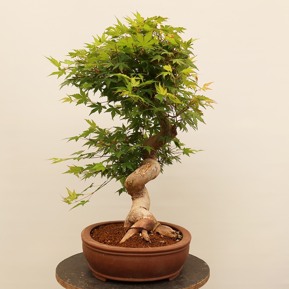 Kültéri bonsai - Maple palmatum - Pálmák