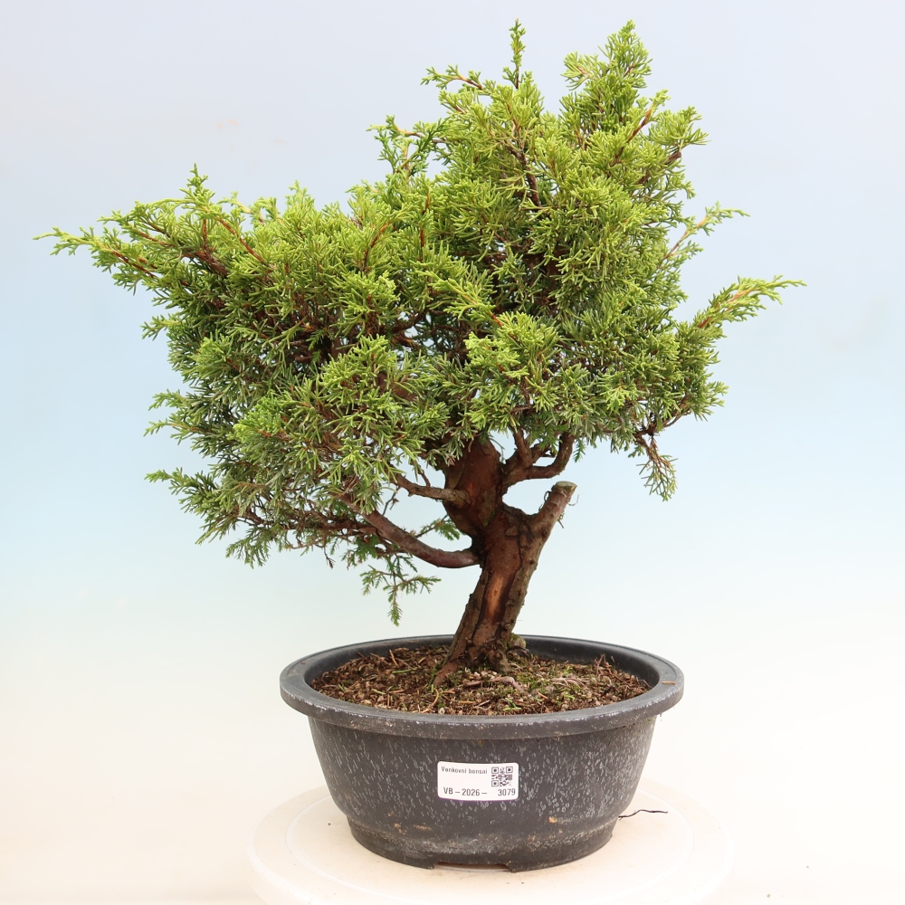 Kültéri bonsai - Juniperus chinensis Itoigawa-Juniperus chinensis