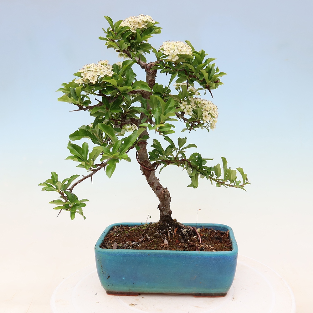 Kültéri bonsai – Pyracantha teton – Skarlátvörös tűzcserje