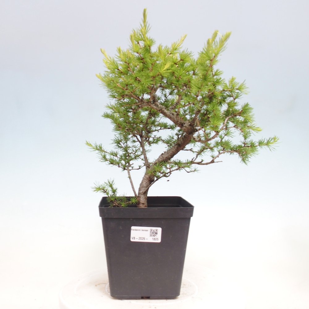 Kültéri bonsai - Larix decidua - vörösfenyő