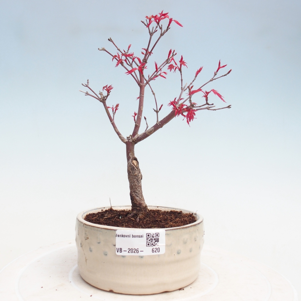 Kültéri bonsai - Acer palmatum DESHOJO