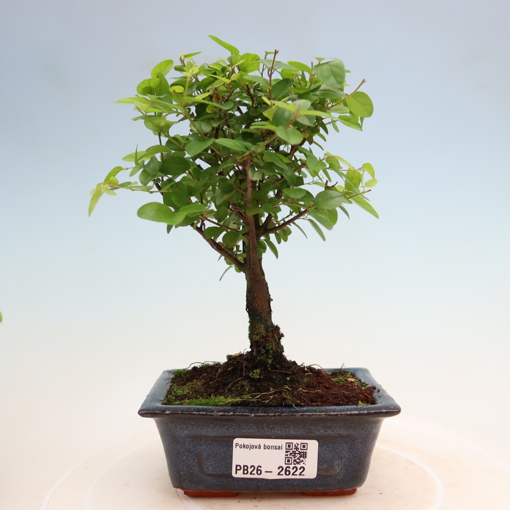 Szobai bonsai - Sageretia thea - Sageretia thea