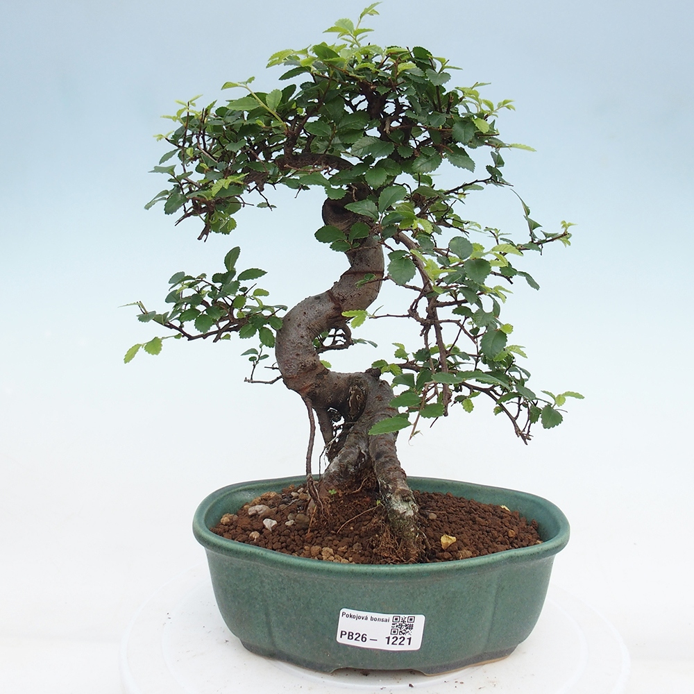 Szobai bonsai - Ulmus parvifolia - Kislevelű szilfa