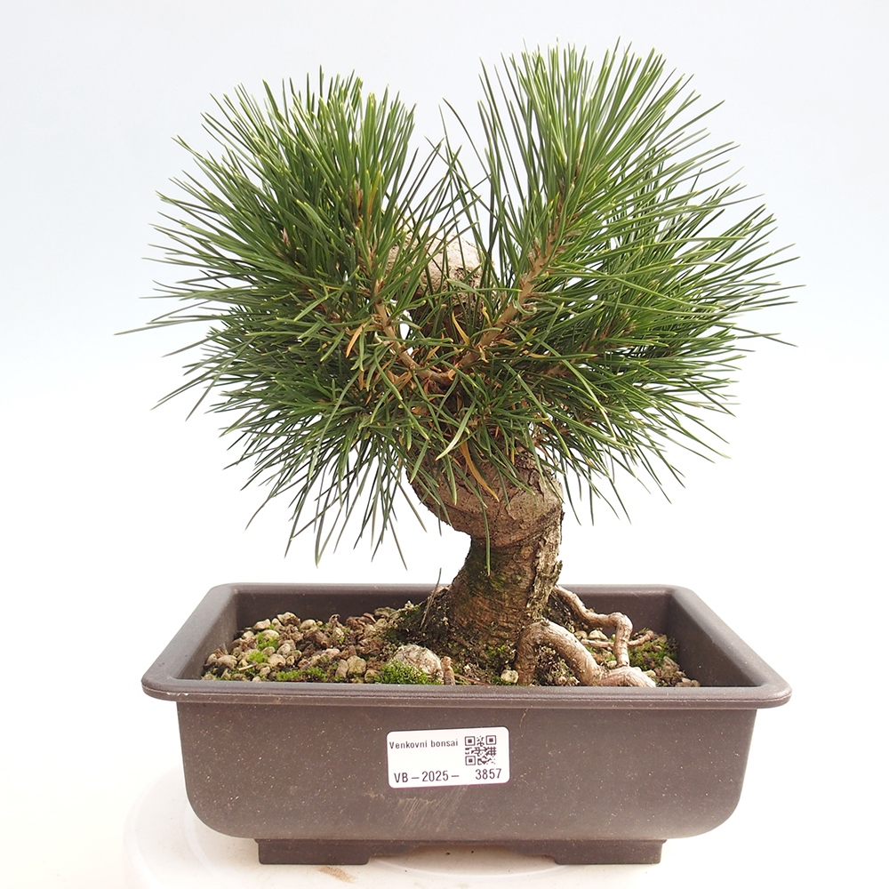 Kültéri bonsai - Pinus thunbergii - Thunberg fenyő