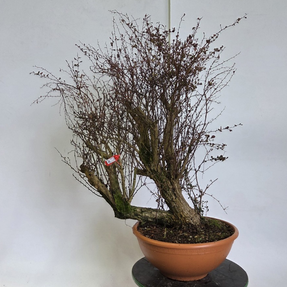 Kültéri bonsai - Borbolya - Berberis thunbergii atropurpurea