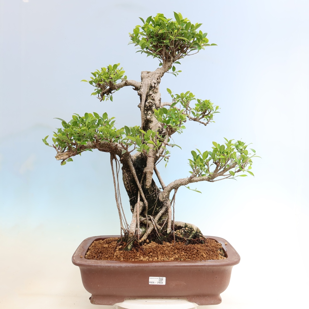Szobai bonsai - Ficus kimmen - kislevelű fikusz