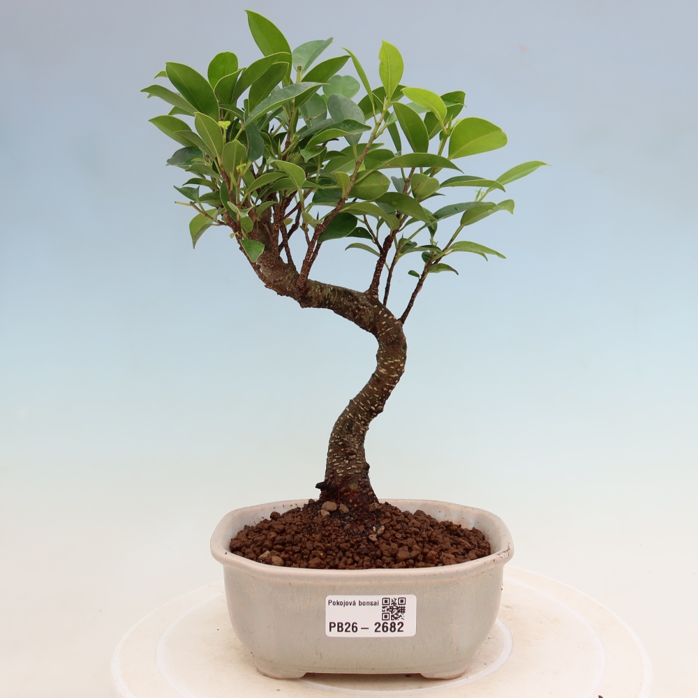 Szobai bonsai - Ficus kimmen - kislevelű fikusz