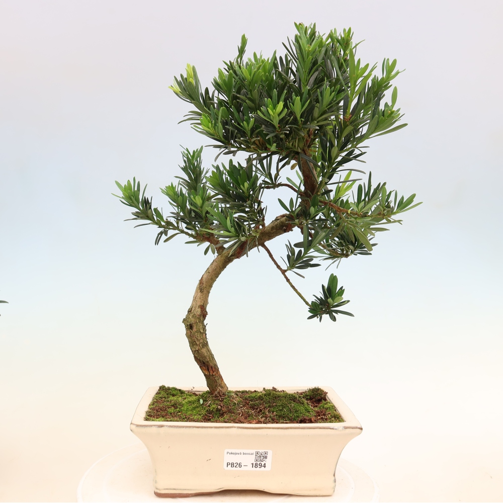 Szobai bonsai - Podocarpus - Kőtiszafa
