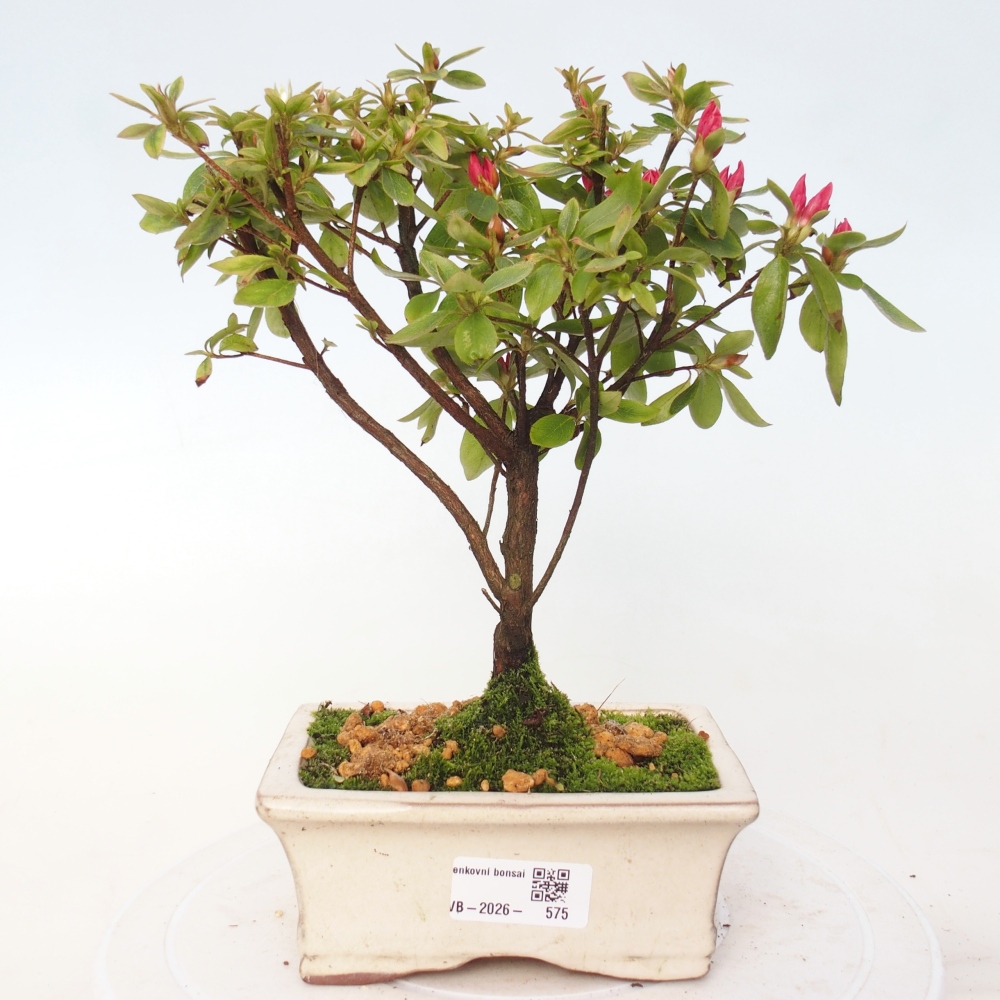 Kültéri bonsai - japán azálea - Azalea sp.