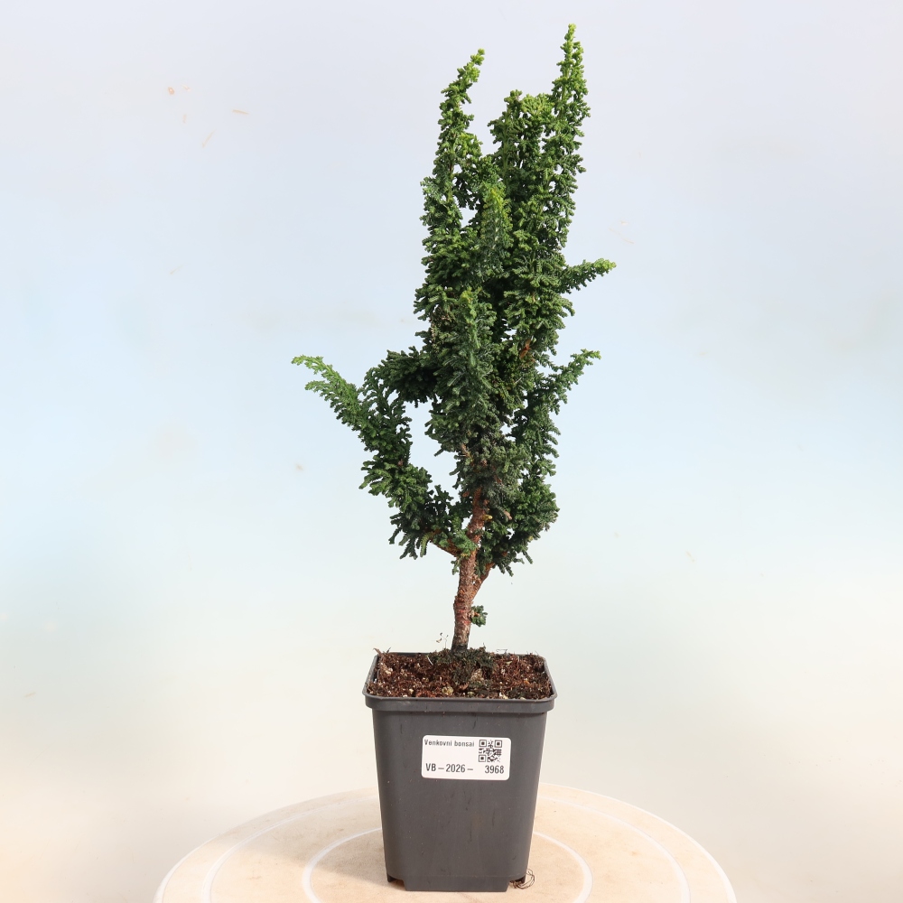 Kültéri bonsai - Cham. obtusa SEKKA HINOKI - Cifra ciprus