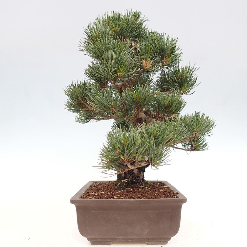 Kültéri bonsai - Pinus parviflora - Pinus parviflora