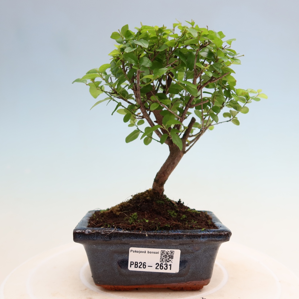 Szobai bonsai - Sageretia thea - Sageretia thea