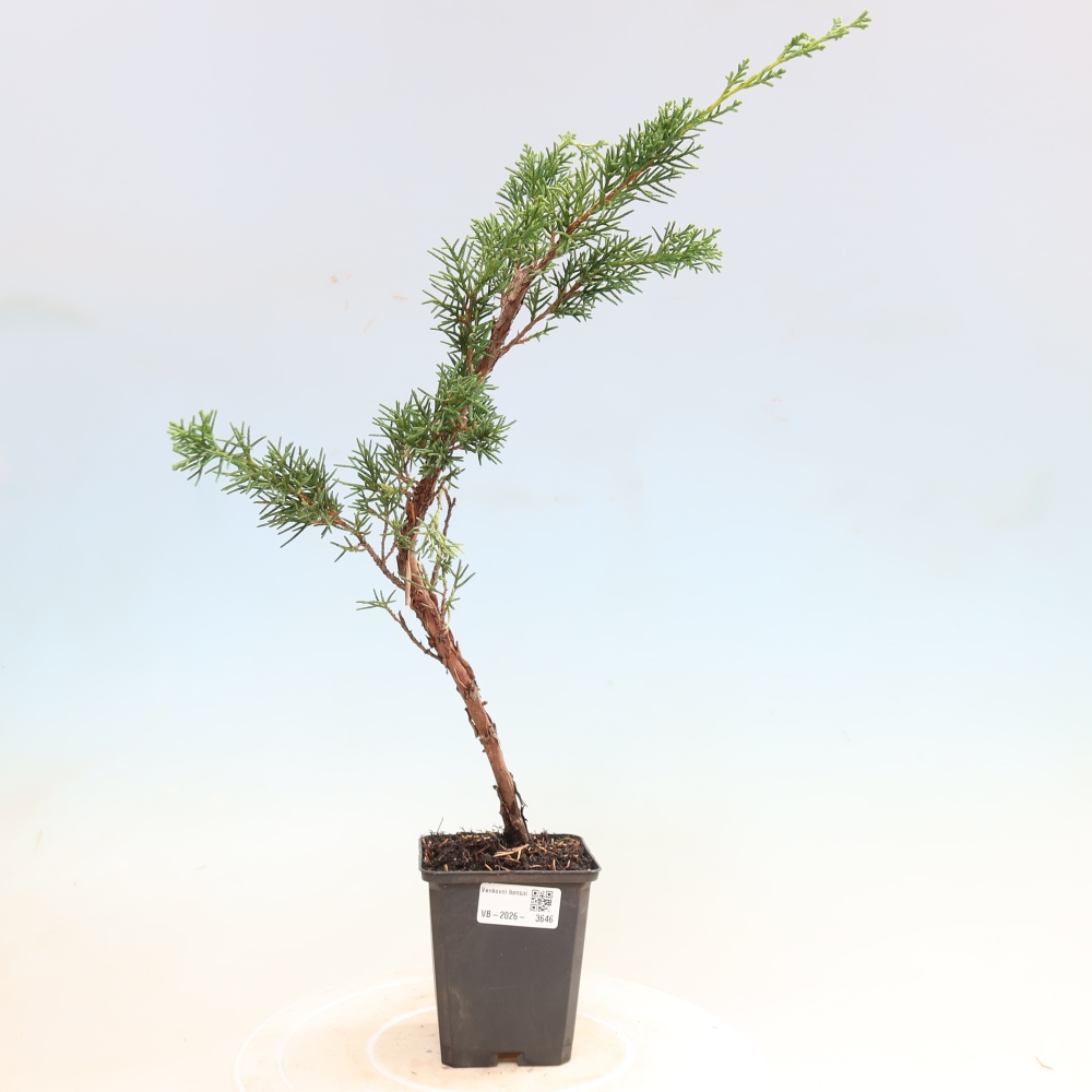 Kültéri bonsai - Juniperus chinensis Kishu