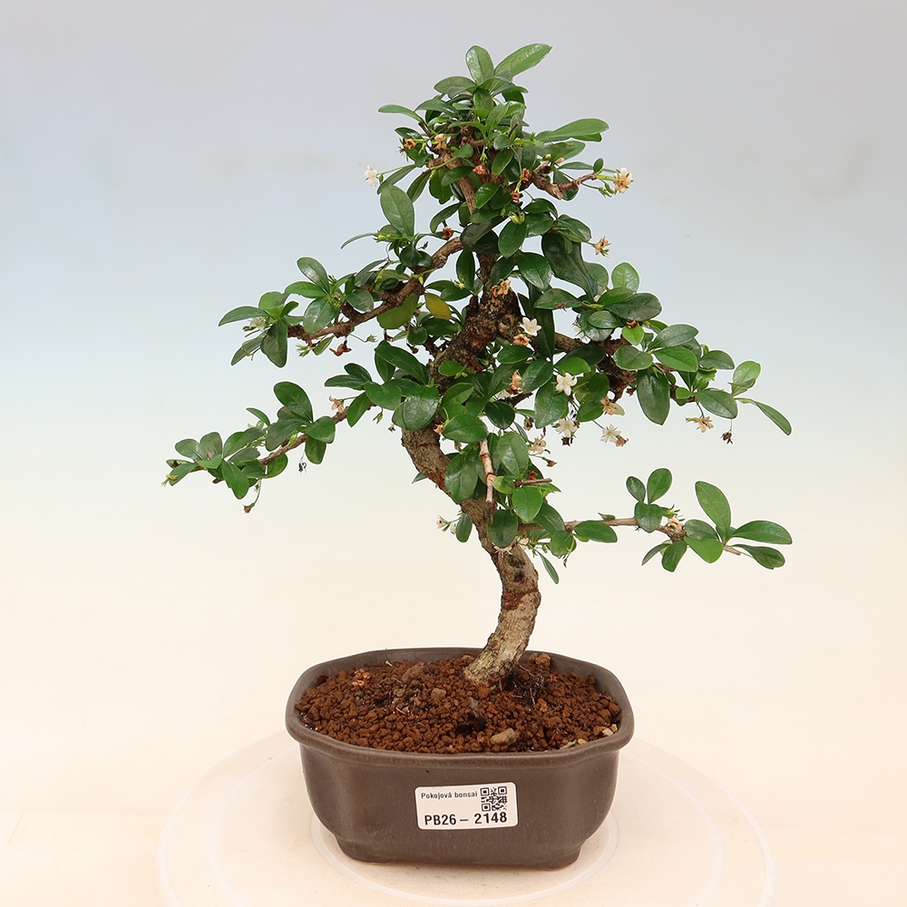Szobai bonsai - Carmona macrophylla - Tea fuki