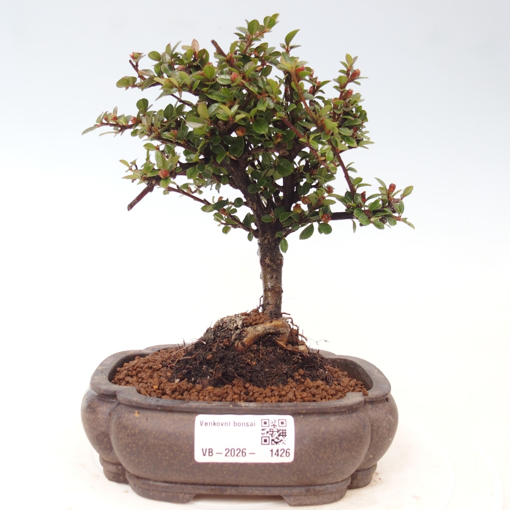 Kültéri bonsai - Cotoneaster horizontalis - Rocky Mountain