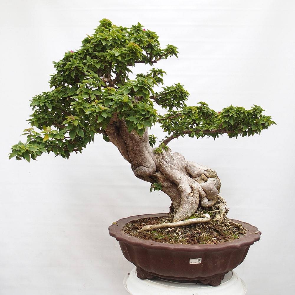 Szoba bonsai - Bouganwilea