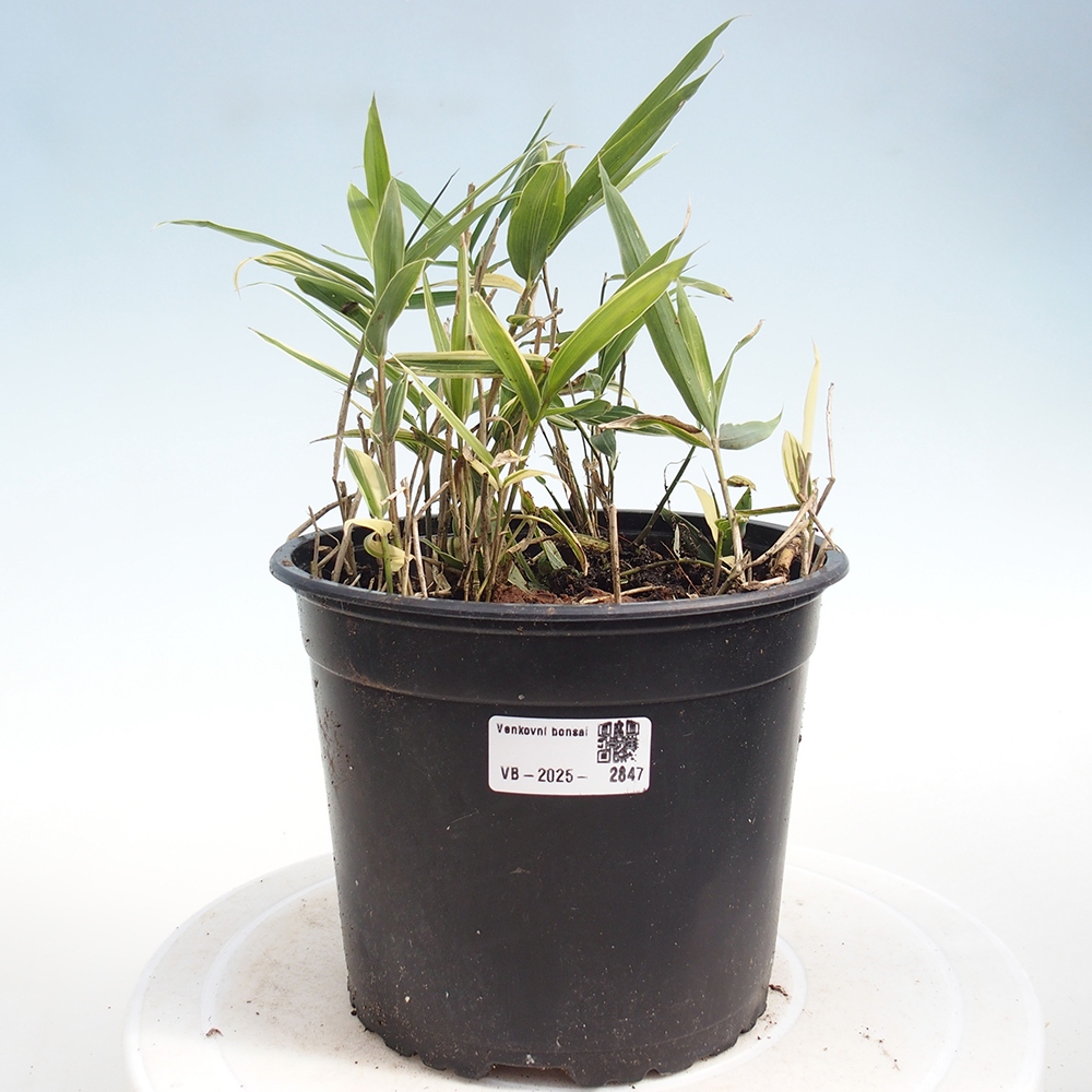 Kültéri bonsai - Sasaella masamuneana Albostriata - Bambusz