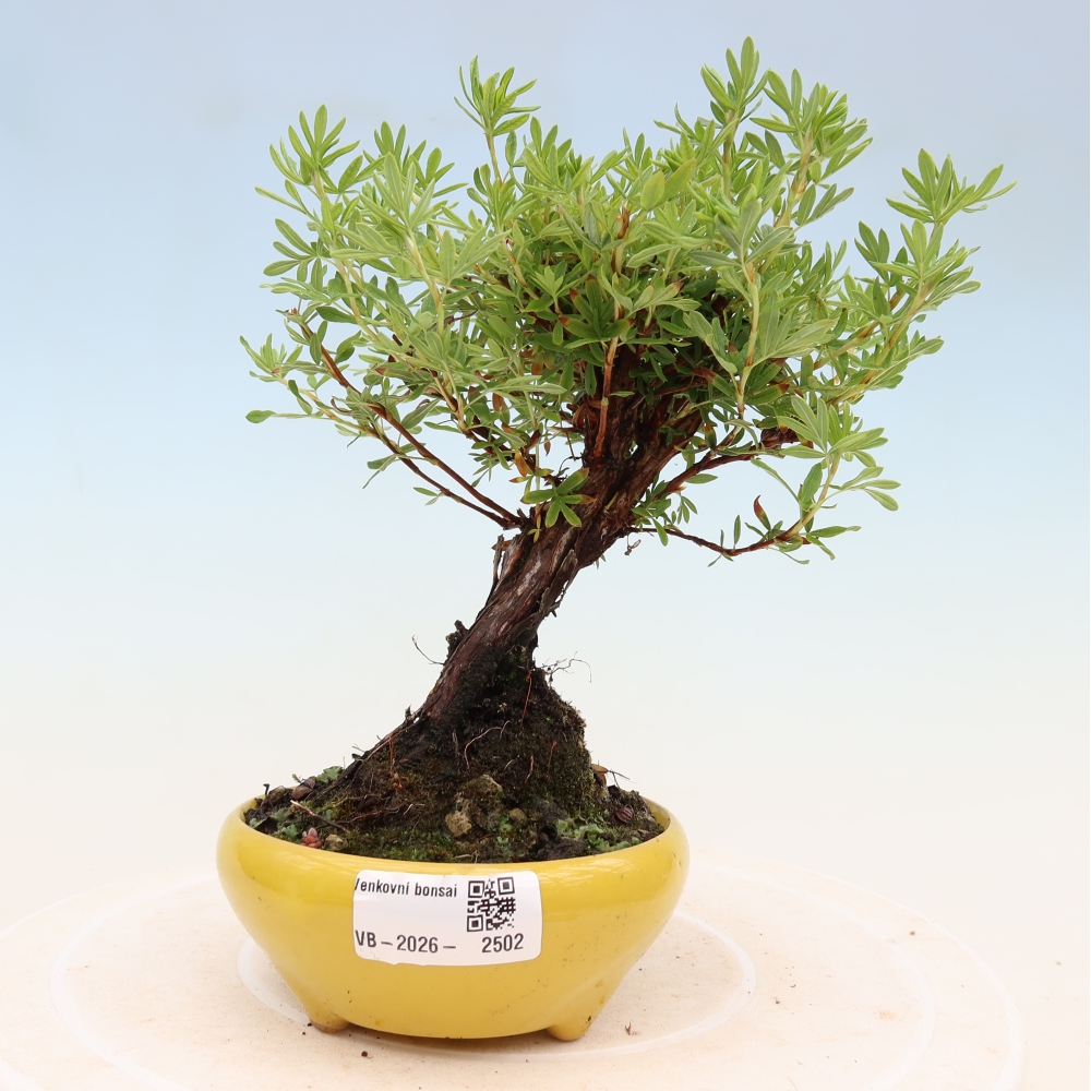 Kültéri bonsai - Potentila fruticosa