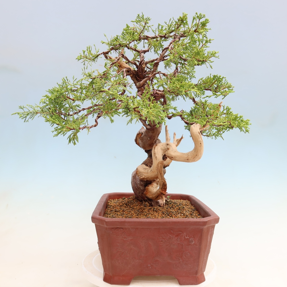 Kültéri bonsai - Juniperus chinensis Itoigawa-Juniperus chinensis
