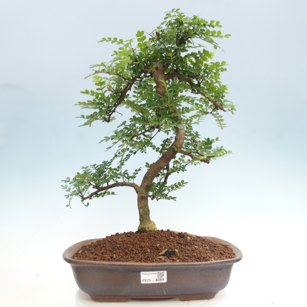 Szobai bonsai - Zantoxylum piperitum - borsfa