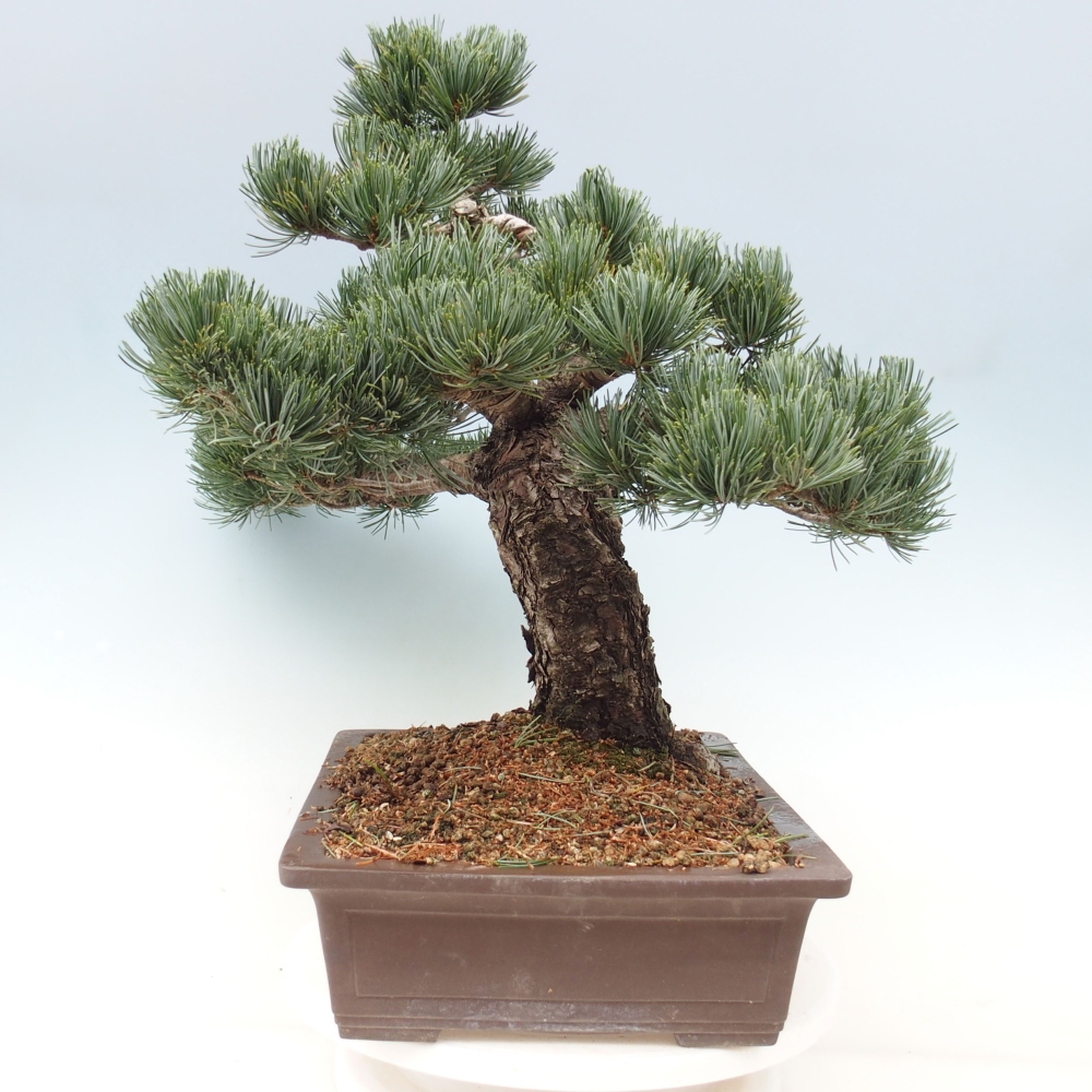 Kültéri bonsai - Pinus parviflora - Pinus parviflora