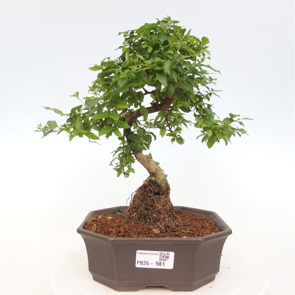 Szobai bonsai -Ligustrum chinensis - Madárcsőr