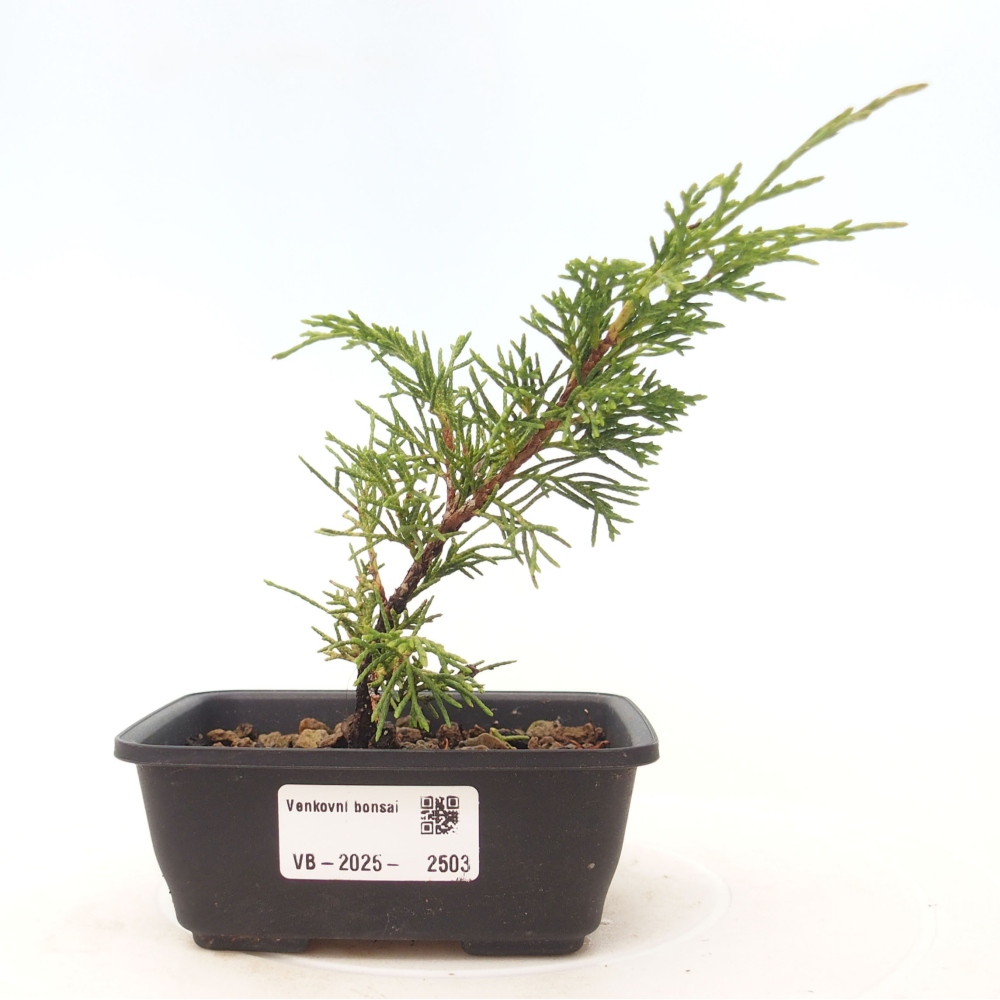 Kültéri bonsai - Juniperus chinensis Itoigawa