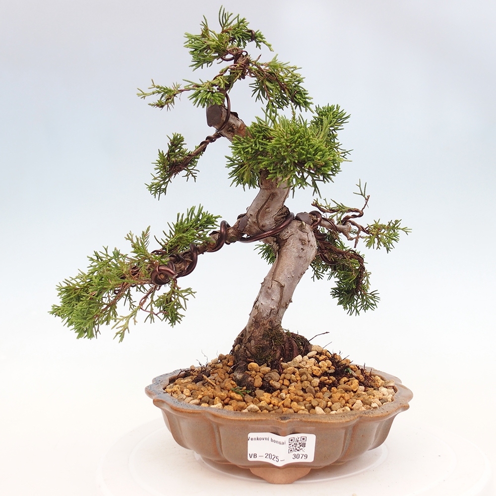 Kültéri bonsai - Juniperus chinensis Itoigawa