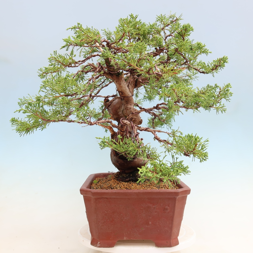 Kültéri bonsai - Juniperus chinensis Itoigawa-Juniperus chinensis