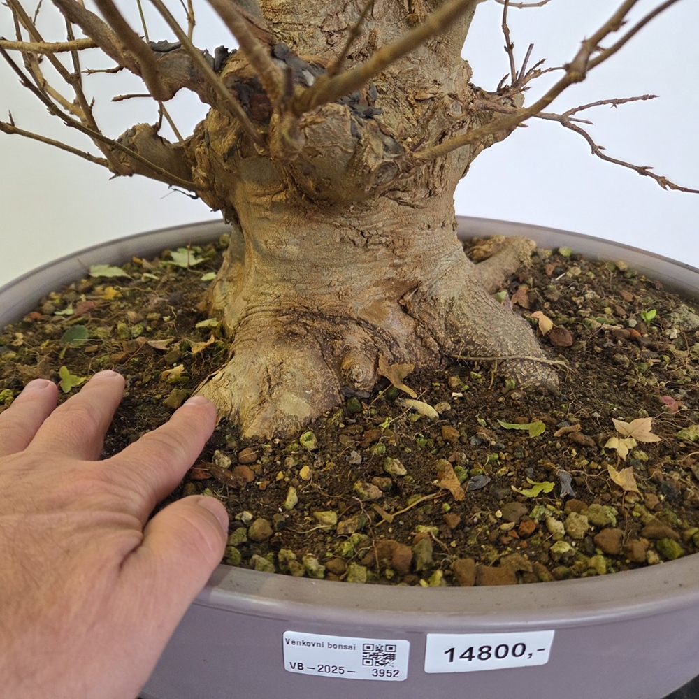 Kültéri bonsai juhar Burger - Acer Burgeriana