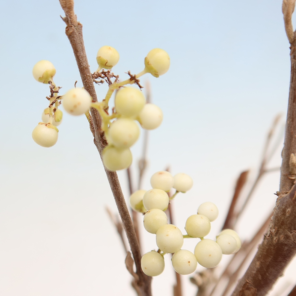 Kültéri bonsai – Callicarpa bodinieri Snowqueen – Gyönyörűtermésű bokor