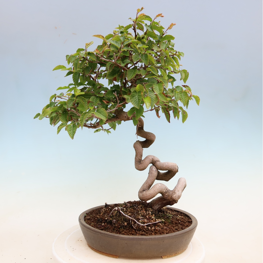 Kültéri bonsai -Carpinus Coreana - Koreai gyertyánfa
