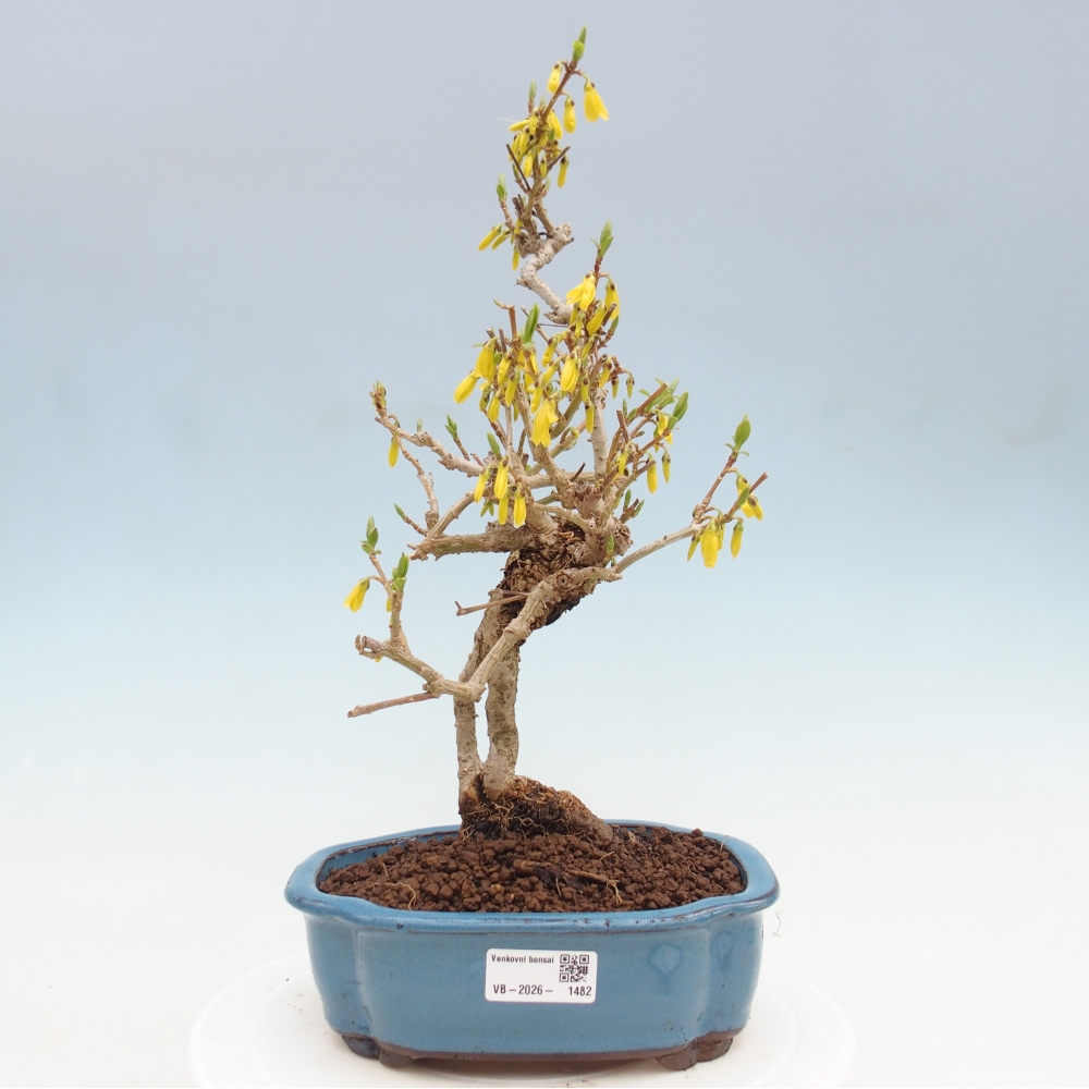 Kültéri bonsai - Zlatice - Forsythia koreana