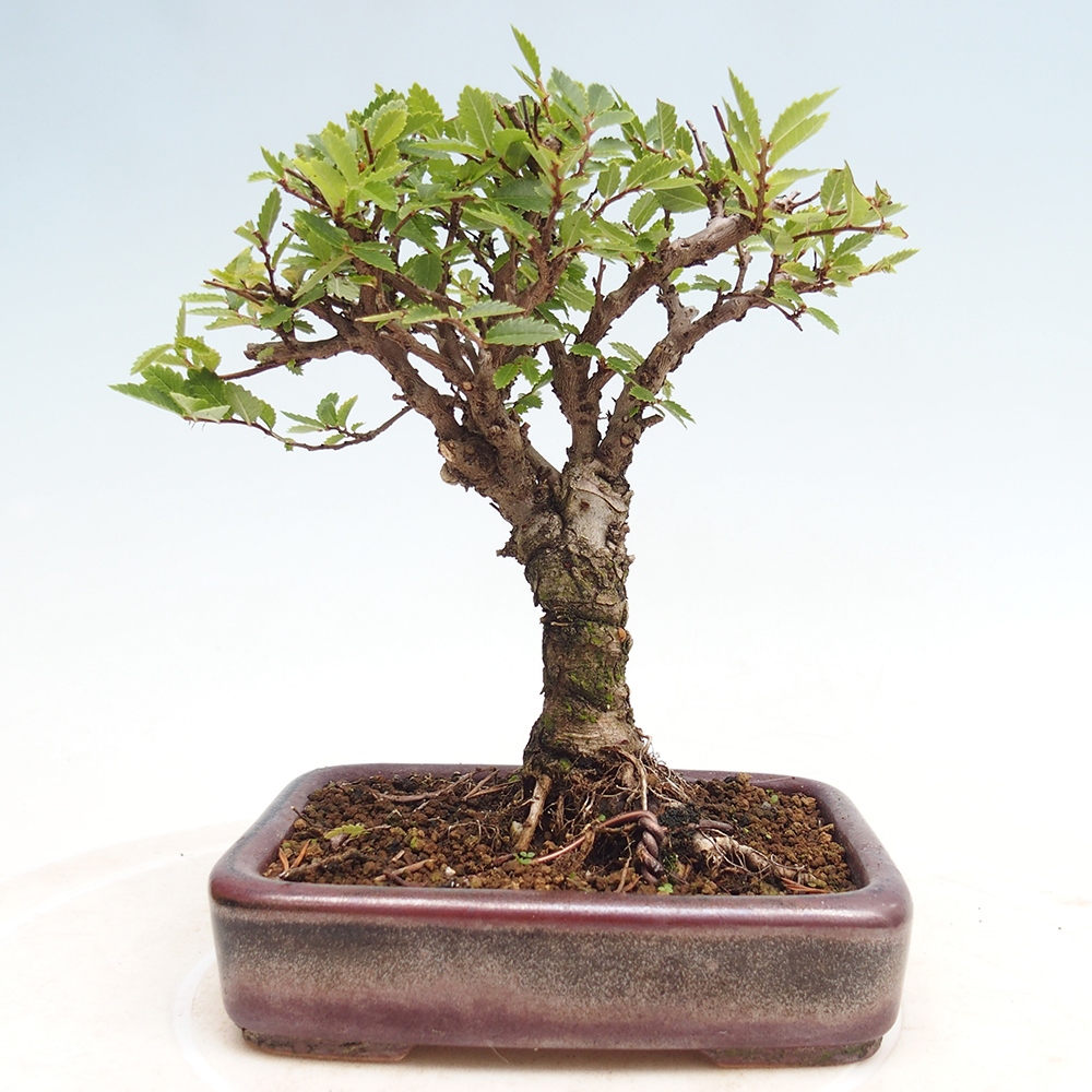 Kültéri bonsai - Zelkova - Zelkova NIRE