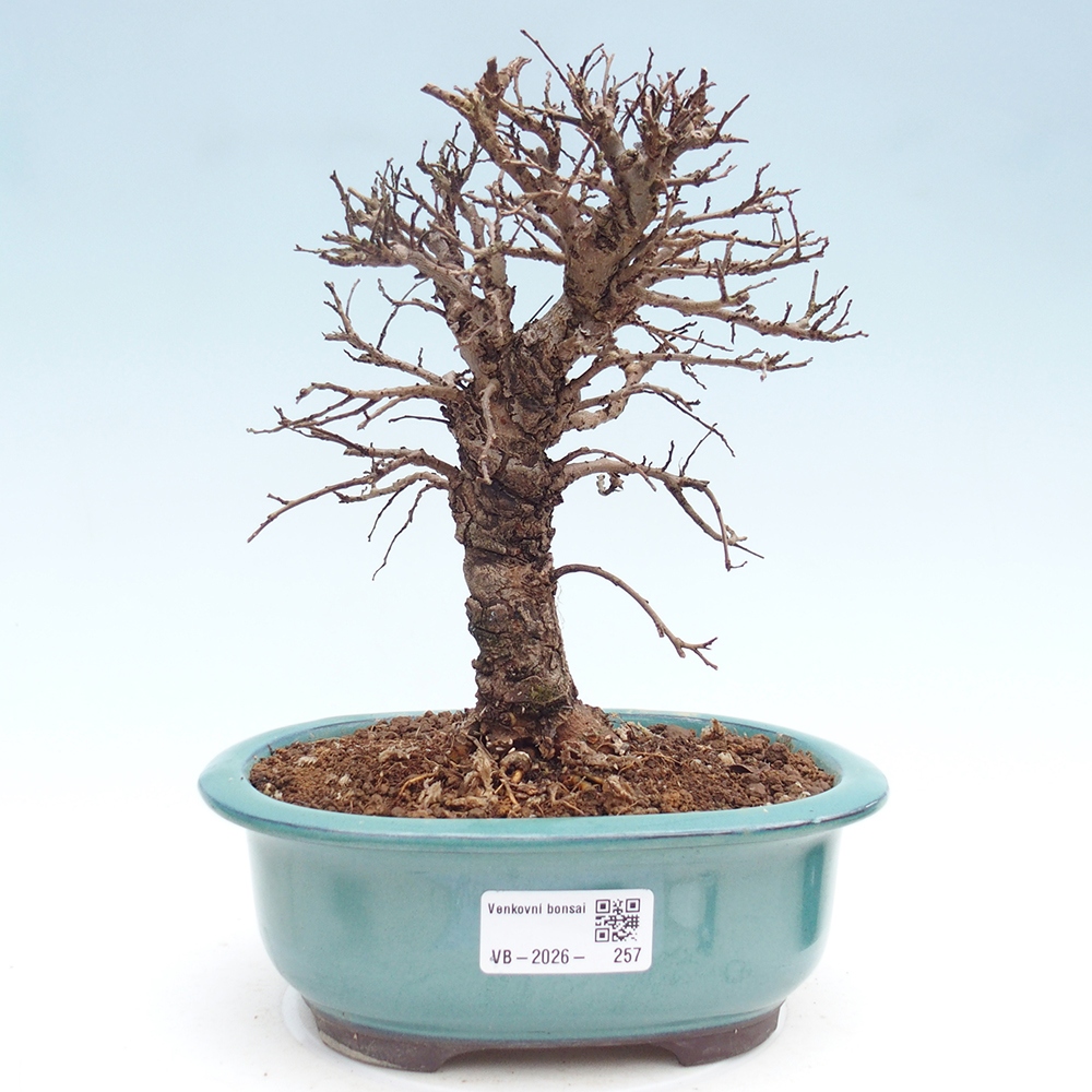 Kültéri bonsai - Zelkova - Zelkova NIRE