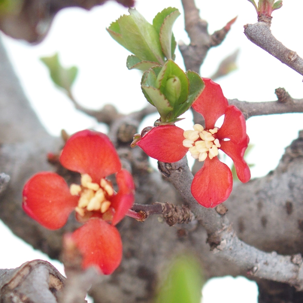 Kültéri bonsai - Chaneomeles speciosa - birs