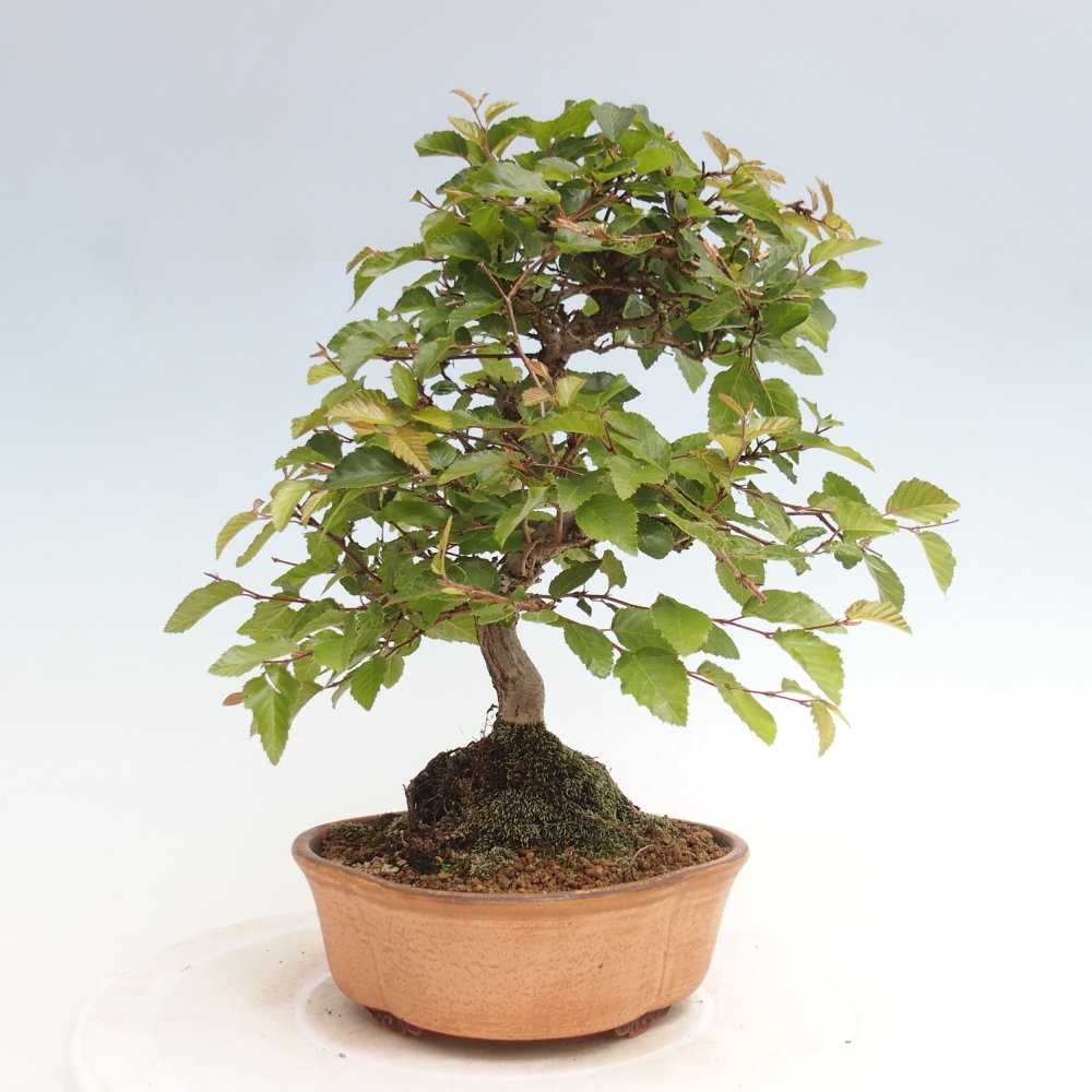 Kültéri bonsai -Carpinus CARPINOIDES - Koreai gyertyánfa