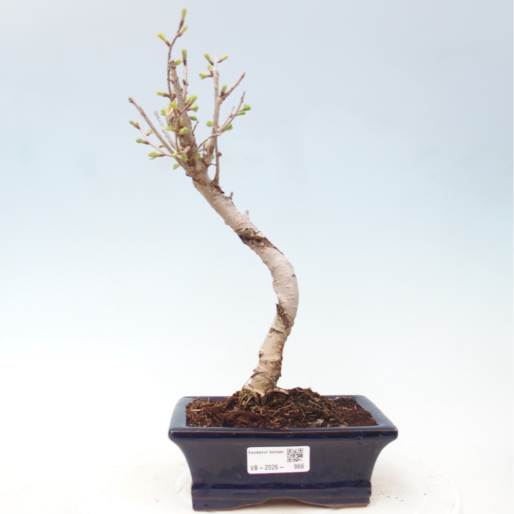 Kültéri bonsai -Pseudolarix amabis-Pseudolarix amabis-Pseudolarix amabis