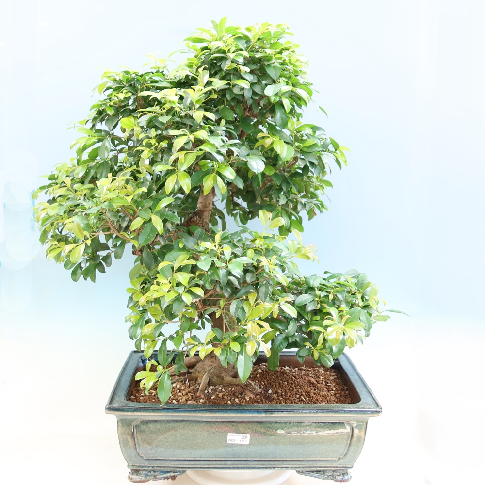 Szobai bonsai - Ausztrál cseresznye - Eugenia uniflora
