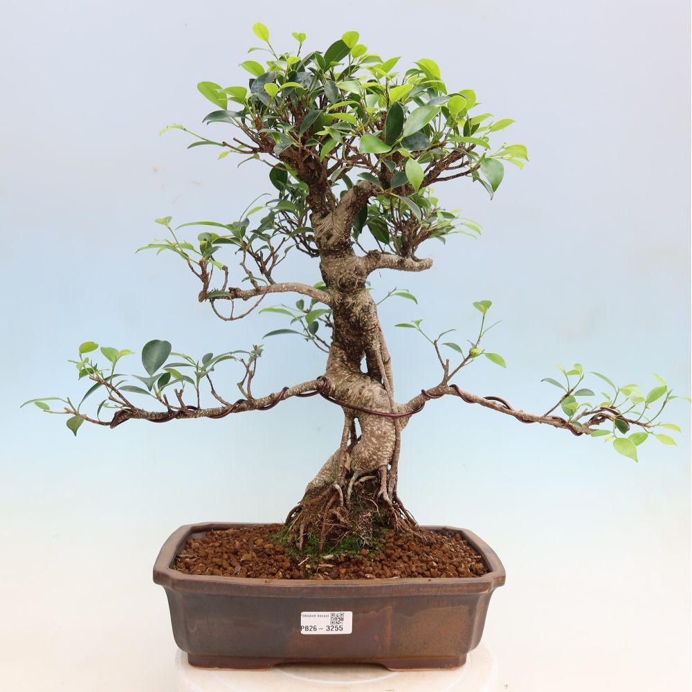 Szobai bonsai - Ficus kimmen - kislevelű fikusz